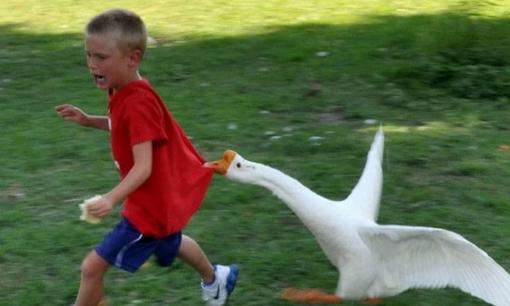 Tại sao ngỗng chạy theo người và thậm chí tấn công? Ở đâu có ngỗng, rắn bỏ chạy, vì sao?