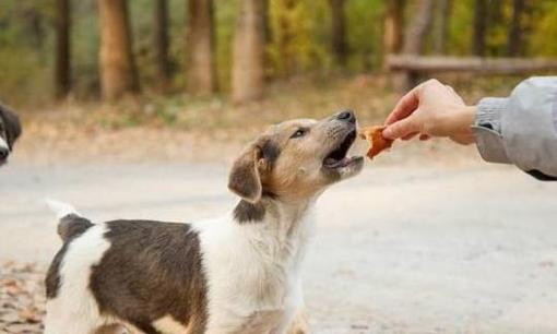 4 loại thức ăn này có rất nhiều ký sinh trùng, không nên cho chó ăn, cẩn thận làm chó bị thương