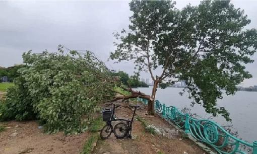 Hà Nội: Công an truy tìm đối tượng chặt hạ cây cô đơn nổi tiếng tại hồ Tây