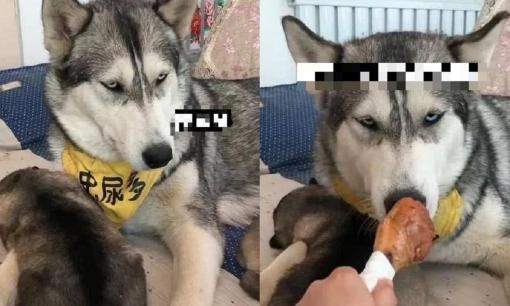 Husky bảo vệ đàn con một cách mạnh mẽ, không ai được phép chạm vào chúng