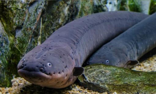 Bốn 'hung thần' sông Amazon hùng mạnh đến mức khiến cá sấu cũng khiếp sợ