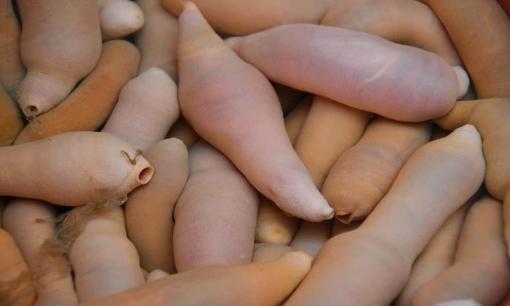 Cư dân mạng đỏ mặt khi nhìn thấy 'cá dương vật' trắng muốt dưới đáy biển