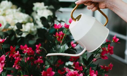 Nên tưới hoa buổi sáng hay buổi tối sẽ tốt hơn? Sau khi biết câu trả lời, hóa ra nhiều người tưới nhầm suốt những năm qua