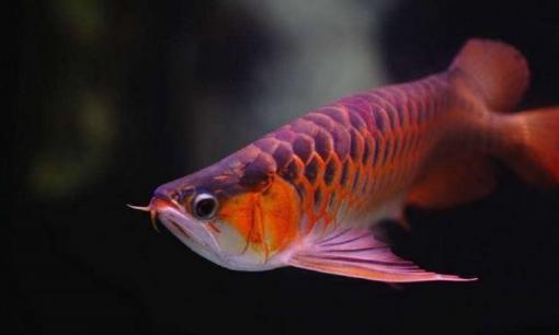 Loại cá cảnh nào là loại cá phong thủy tốt nhất? Cá rồng, cá vàng, cá chép Koi?