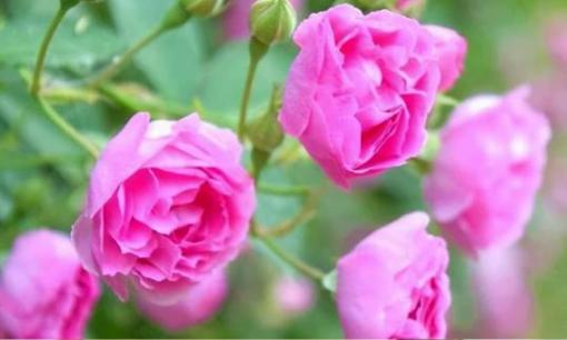 Nếu một ngày nào đó, bố mẹ bạn mất đi và anh chị em không còn thân thiết, bạn cần làm ba điều