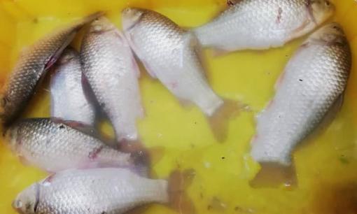 3 mẹo chọn cá diếc đơn giản, dù cá diếc đực hay cái đều có thể mang về nhà chế biến, hương vị rất đặc biệt