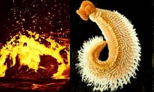 Động vật chịu nhiệt tốt nhất trên thế giới, sử dụng nước cực nóng làm 'bể bơi', không có cách nào để ăn thịt nó