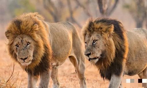 7 con vật mà sư tử sợ gặp nhất, hổ chỉ được xếp thứ 6, thứ ba là loài động vật nặng 3 tấn