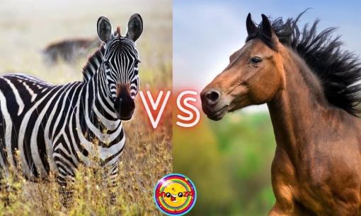 Vì sao con người chọn cưỡi ngựa, thậm chí là cưỡi lừa nhưng không bao giờ cưỡi ngựa vằn?