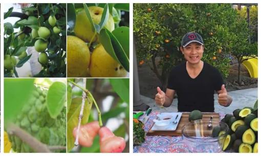 Vân Sơn thu hoạch trái cây trong vườn rộng 1.200 m2 ở Mỹ: Đủ loại quả nhiệt đới, nhìn thôi đã thèm