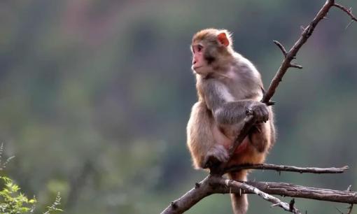 Trong số 12 con giáp, 3 con giáp này có tấm lòng nhân hậu đặc biệt tốt, ít phiền muộn, mất ít mà kiếm được nhiều, tương lai có phúc