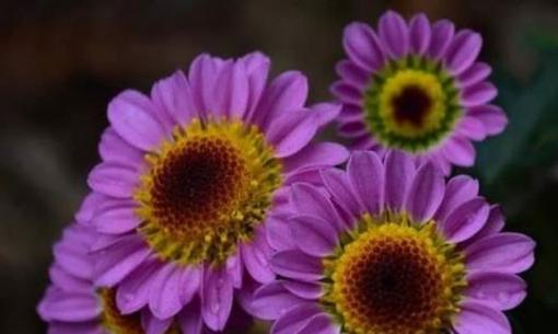 Nếu sinh vào những ngày âm lịch này thì xin chúc mừng, cuộc đời sẽ gặp nhiều may mắn, tài lộc dồi dào