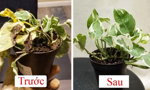 9 lý do tiềm ẩn lý giải tại sao cây trồng trong nhà của bạn không phát triển, ngày càng héo úa và làm gì để khắc phục?