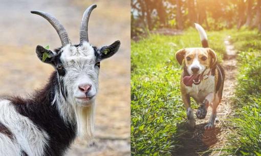 Tử vi 12 con giáp thứ 4 ngày 13/7/2022: Tuổi Mùi đón nhận tin vui, Tuất cần thận trọng