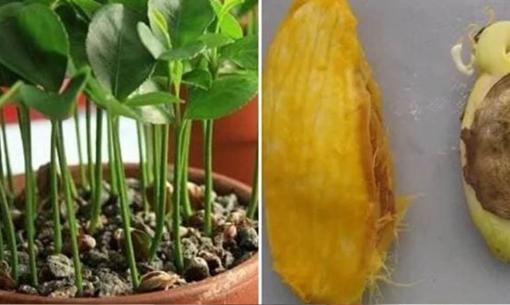 3 loại lõi quả này, đừng vội vứt bỏ sau khi ăn, hãy bóc lấy hạt và trồng thành những chậu cây nhỏ xinh chỉ với vài bước đơn giản là bạn sẽ đơm hoa kết trái trong năm tới
