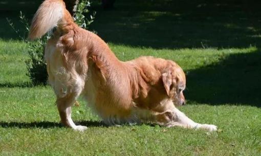 Chó thường nằm co chân trước, chổng mông lên trời rất cao, chúng đang thể hiện điều gì?