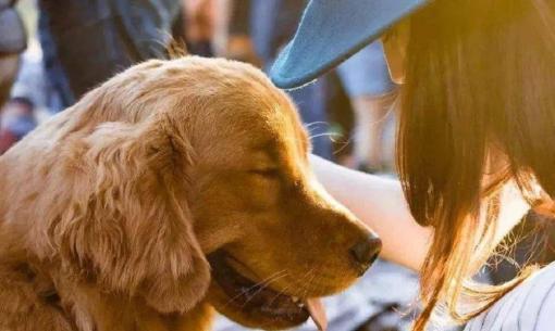 Lý do tại sao chó đực thích chủ nhân là phụ nữ?