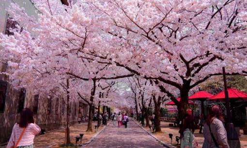 Kinh nghiệm đi du lịch Tokyo từ Traveloka