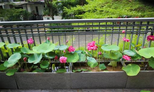 Trồng hoa sen trên ban công tưởng khó, nhưng biết 5 điểm này sẽ trở nên dễ dàng, hoa bung nở tràn ngập hương sắc