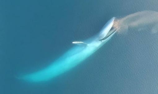 Động vật lớn nhất trên trái đất là gì?