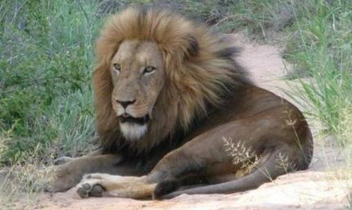 Tại sao con người thường ăn thịt động vật ăn cỏ mà ít ăn thịt động vật ăn thịt? Câu trả lời phá vỡ nhận thức của mọi người