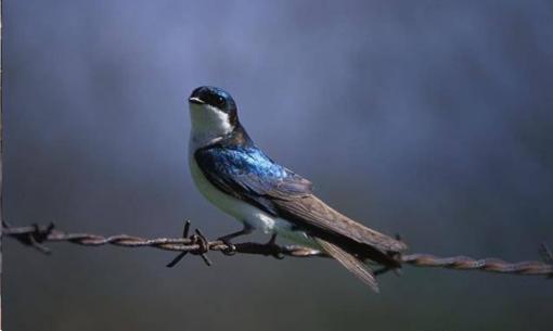 Tại sao xác của các loài chim hầu như không bao giờ được nhìn thấy? Xác chết của nó đi đâu?