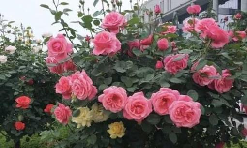 3 loại hoa 'không ngại nhiệt độ cao', thích hợp trồng ở ban công, càng nắng hoa càng đẹp rực rỡ