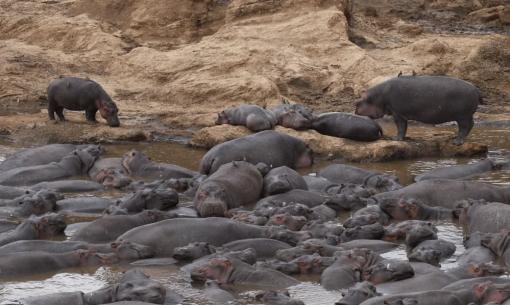 Nghiên cứu: Các hồ bơi hà mã chứa đầy phân có thể dùng như một 'thức uống chứa probiotic' công cộng