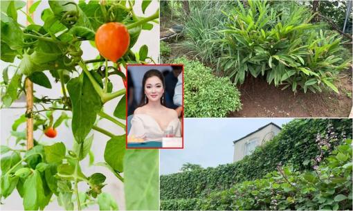 Khu vườn rau sạch xanh 'mướt mắt' cùng trái cây sai lúc lỉu trong biệt thự của Hoa hậu Nguyễn Thị Huyền