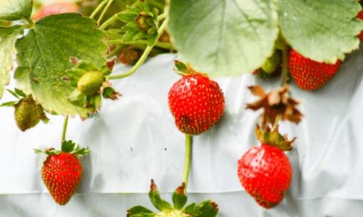 Cách trồng dâu tây thủy canh, chú ý 5 điểm này, dâu tây dễ trĩu cành