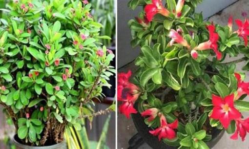 4 loại hoa 'xui xẻo' nhất định đừng nuôi trong nhà dù bạn có thích đến đâu, giờ dọn đi vẫn chưa muộn