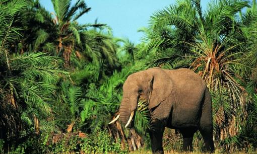 Voi cho thịt gấp 10 lần lợn và có giá trị dinh dưỡng cao. Tại sao không nuôi voi để ăn?