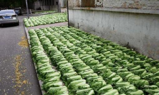 Dưa muối có hại cho cơ thể không? Người già ở quê suốt ngày ăn dưa muối, sao vẫn sống lâu?