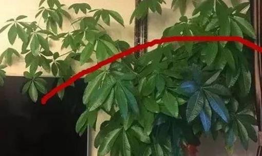 Thời tiết nắng nóng, cây cỏ hoa lá cũng cần hạ nhiệt, dạy bạn 3 chiêu, lá và cành tràn đầy năng lượng 