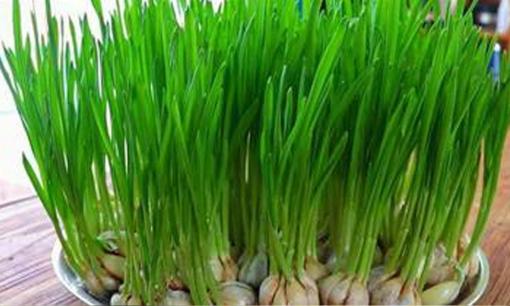 Yêu thích món rau mầm tỏi thì đừng mua nữa, dạy bạn cách trồng trên đĩa ngay tại nhà, đĩa lớn có thể ăn cả mùa đông trong 5 ngày