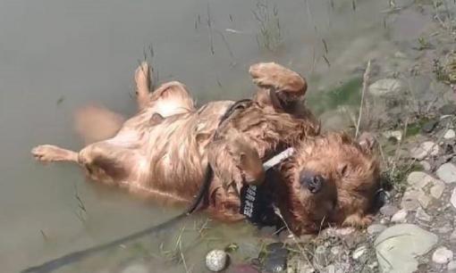 Người phụ nữ tìm thấy chú chó mất tích bên hồ đã suýt gục ngã tại chỗ, khi đến gần hơn, cô mới thấy sự thật không hề đơn giản