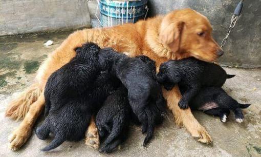 Chó mẹ lông vàng lại đẻ được toàn con màu đen, cả chủ lần chó đều ngỡ ngàng