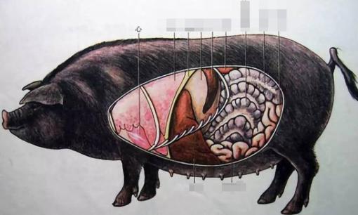 4 bộ phận trên cơ thể lợn, bác sĩ khuyến cáo nên ăn ít, phổi lợn có trong danh sách, bạn xem có thích không?