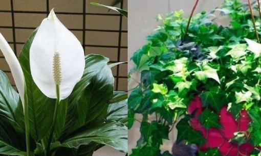 Người mới tập có thể trồng 4 loại hoa này tại nhà. Hoa nở mạnh, màu sắc rực rỡ, giúp ngủ ngon