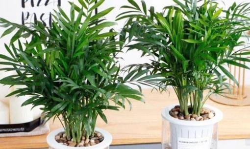 3 loại cây trồng phòng khách không chỉ làm đẹp môi trường mà còn mang lại tài lộc, vượng khí khiến ai cũng đổ xô đi mua