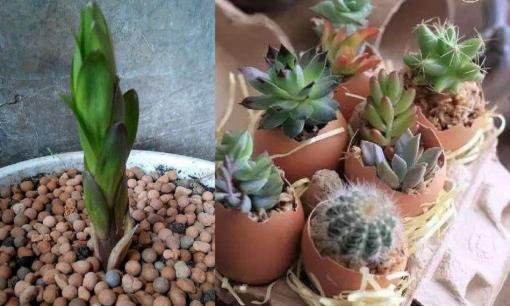 Đặt một vật dụng vào trong chậu, chậu cây sẽ không bị cứng và thối rễ, lá xanh tươi và nở nhiều hoa