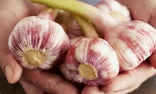 Những người nhất quyết ăn 'tỏi' mỗi ngày rốt cuộc nhận được gì? Bác sĩ cho bạn biết câu trả lời