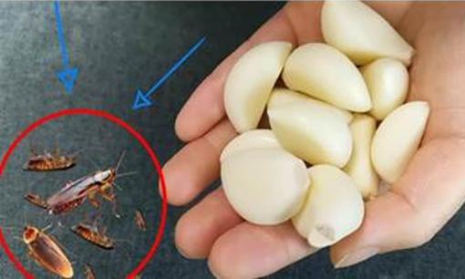 Đừng sợ gián ở nhà! Hướng dẫn bạn cách dùng một nắm tỏi để diệt gián, an toàn hơn thuốc trừ sâu