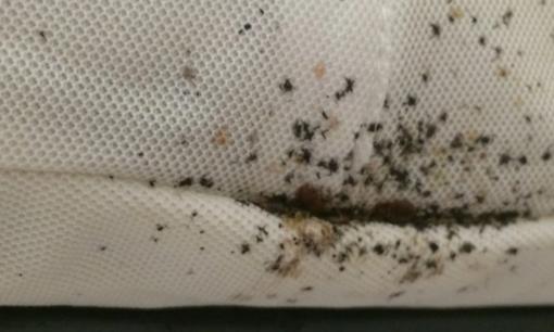 'Bệnh dịch' rệp hút máu người & sống trong ga trải giường khách sạn khiến du khách kinh hãi ở Tây Ban Nha