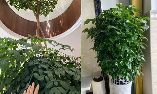 Phòng khách trong nhà trồng cây hạnh phúc, chỉ dùng '3 thủ thuật' cành lá sum suê, nở hoa, phúc lộc tươi đẹp