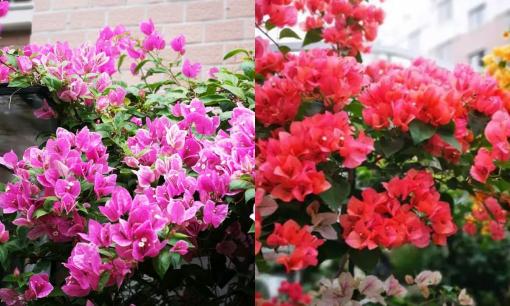 Mùa thu rồi, bạn muốn hoa giấy nở rộ hoa thì hãy làm theo '4 bước' sau nhé, cây sẽ ra đầy nụ