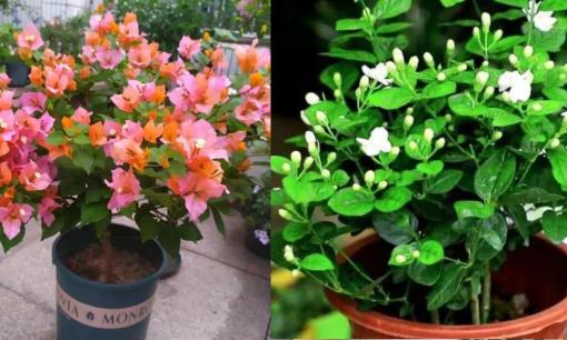 Mùa thu nuôi ba loại hoa, bón thêm 'phân bón thúc hoa', cành sẽ ra nhiều nụ chí chít
