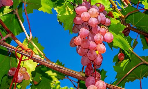 Quả trường sinh? Nghiên cứu mới cho thấy ăn nho có thể tăng tuổi thọ 