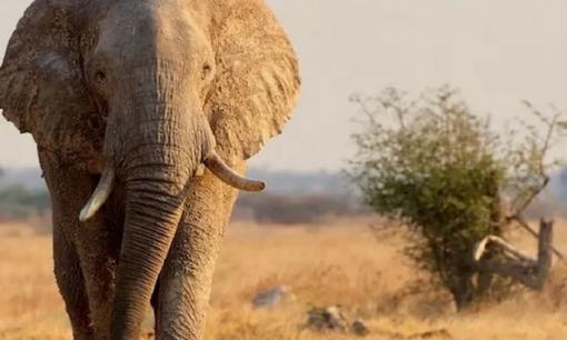 Tại sao động vật càng 'to xác' càng ăn ít? Nghịch lý này vật lý cũng không giải thích nổi