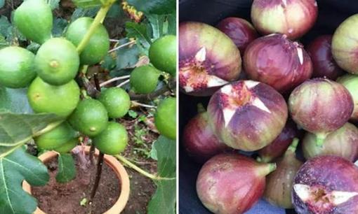 Có những mẹo nhỏ để trồng sung Mỹ, với 3 mẹo này, quả sung sẽ to ngon và sai trĩu cành!